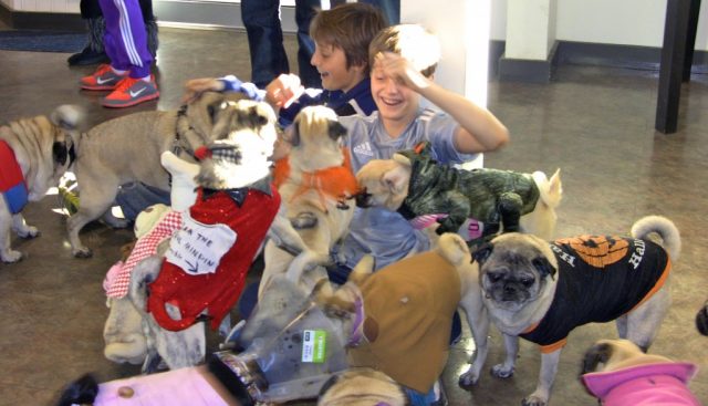 Group of pugs dressed up for a Pug Party for Halloween for PugALug Pug Rescue