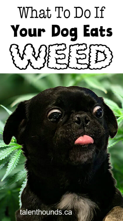 What to do if your dog eats weed