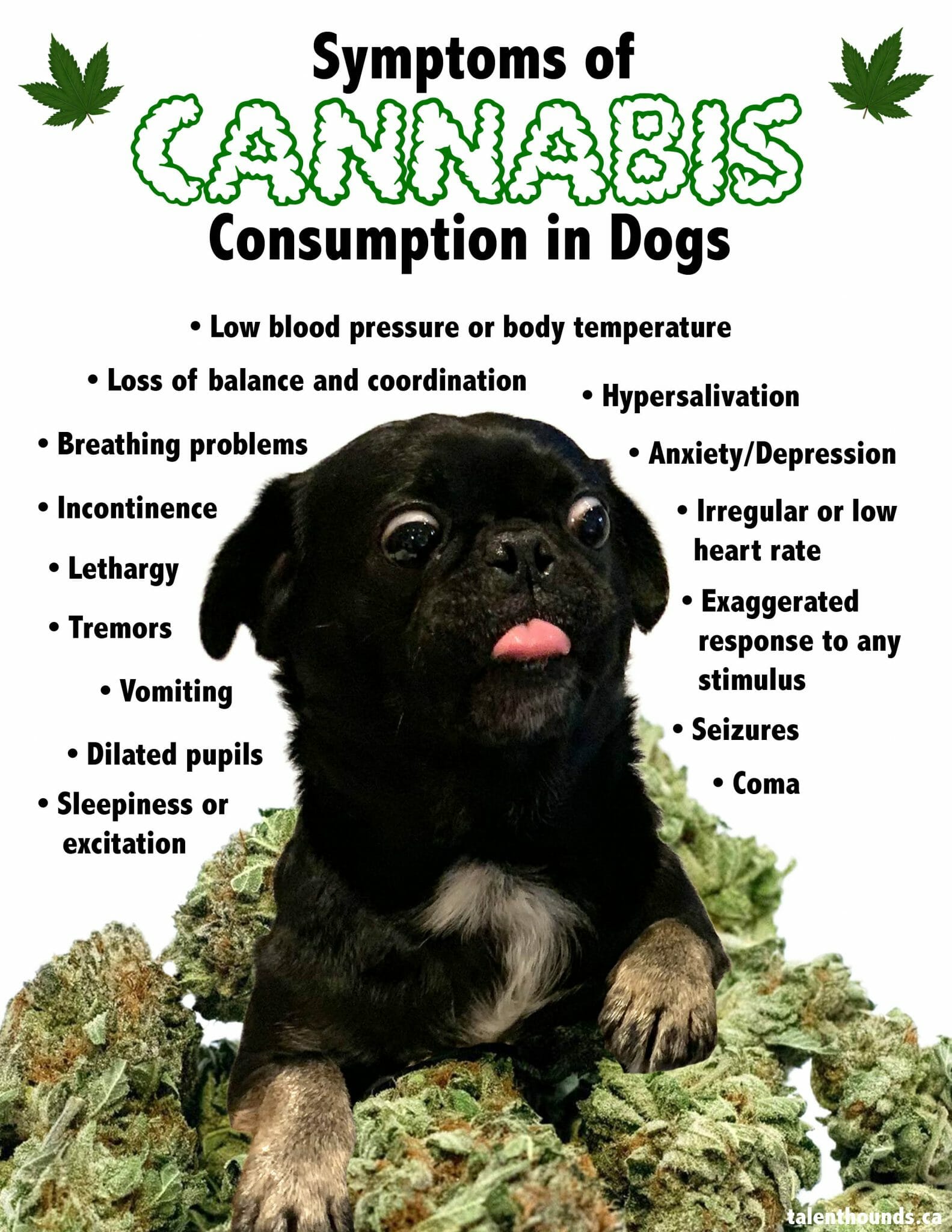 How To Tell And What To Do If Your Dog Eats Weed Talent Hounds can-dogs-eat-chocolate-and-why-is-chocolate-bad-for-dogs-exactly