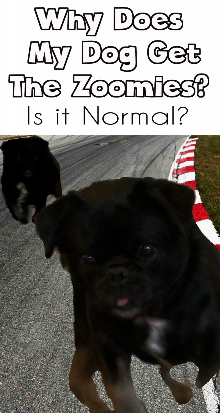 Why does my dog get the zoomies and are they normal? Talent Hounds