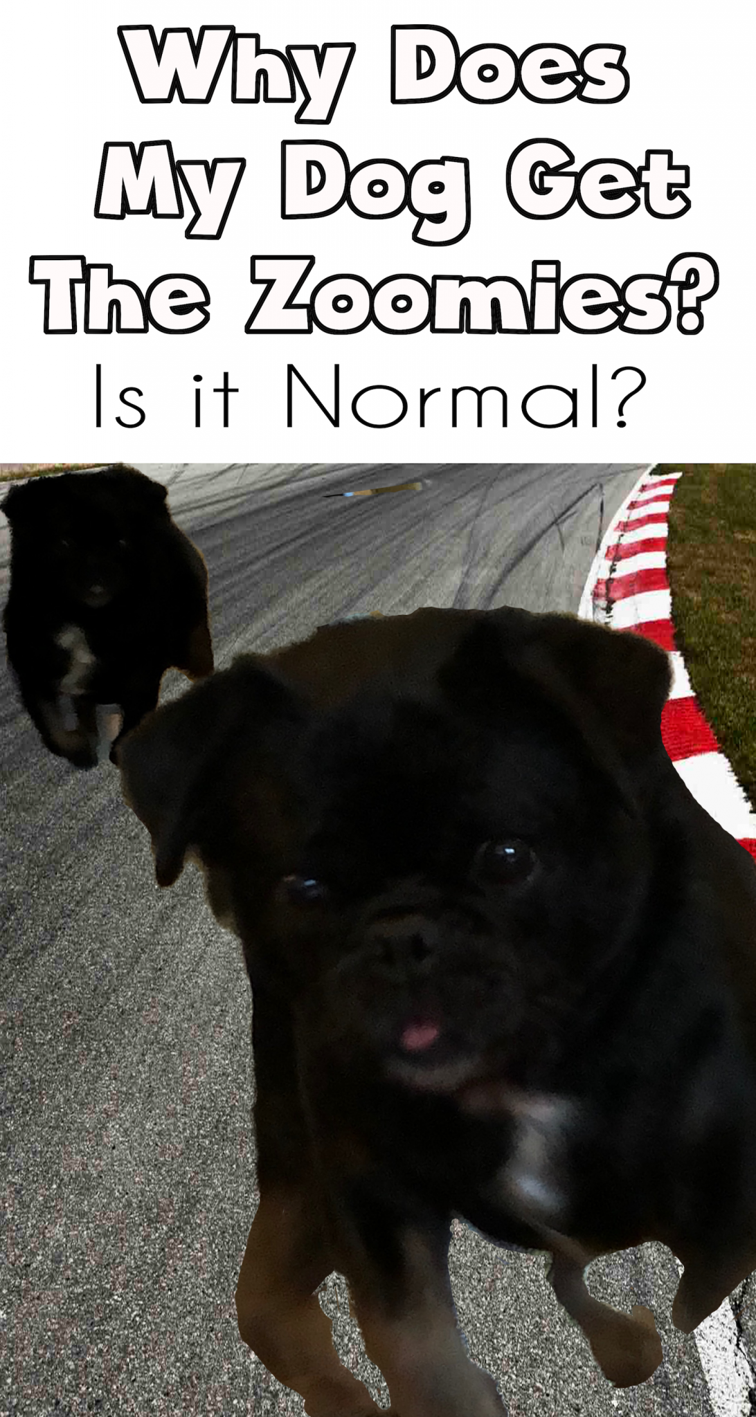 Are the zoomies normal and why does my dog get them? Top Dog Advisor