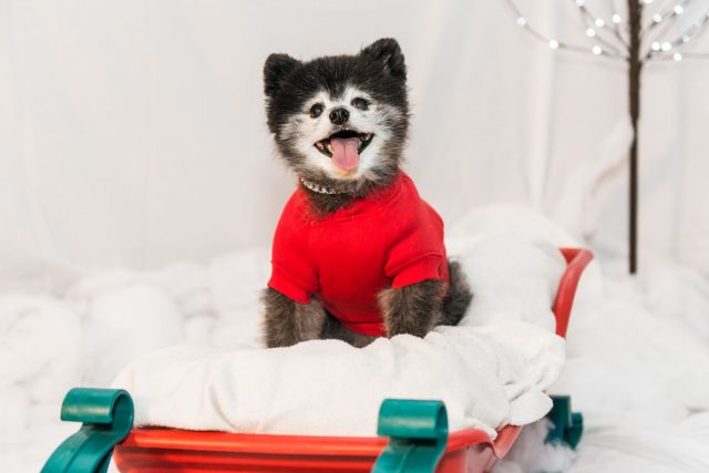 Maestro the cute pom smiling for his photo Day at the Toronto Christmas Pet Expo