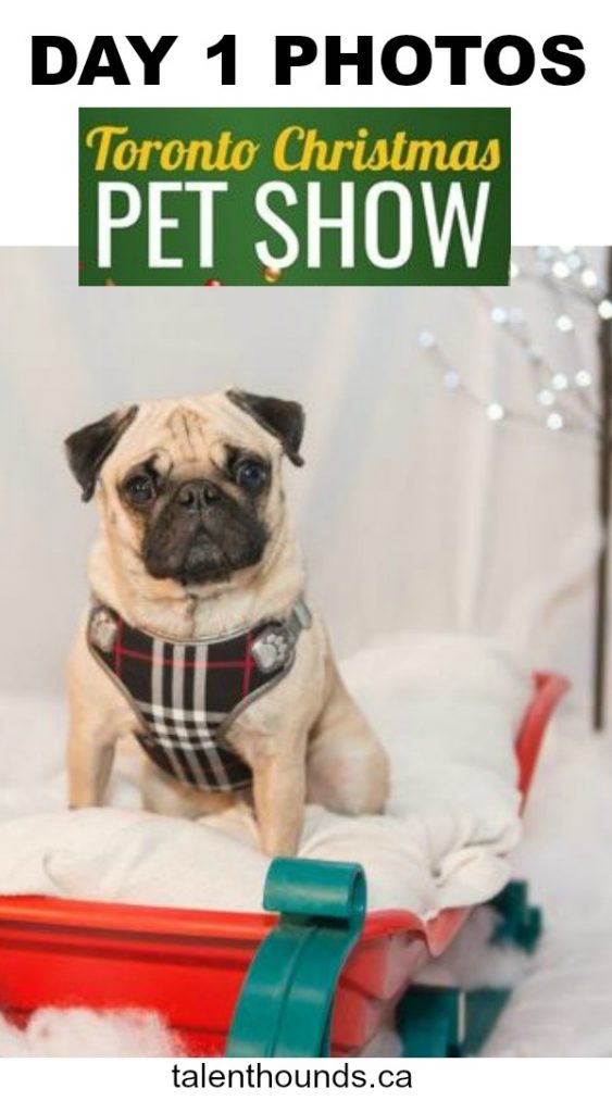 Check out the fabulous Photos Day 1 at the Toronto Christmas Pet Expo 2018