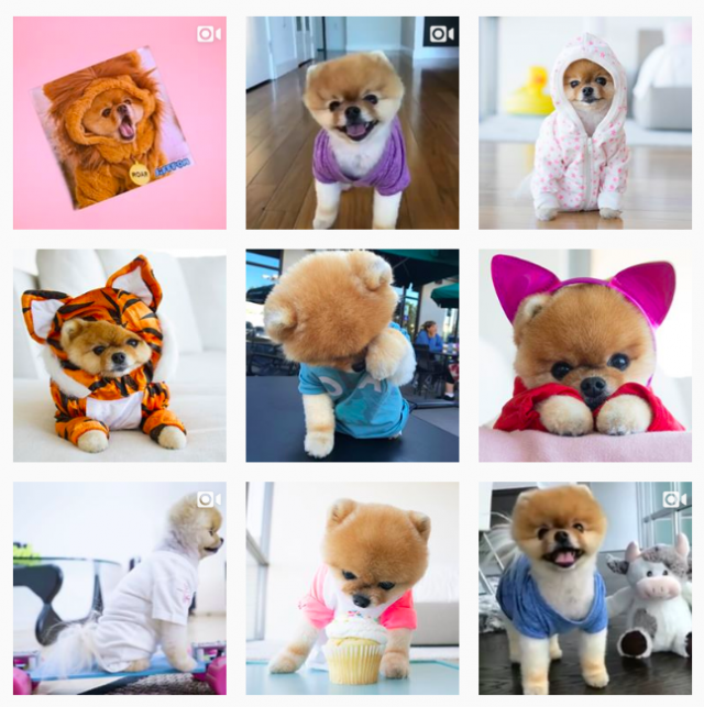 Jiff Pomeranian Instagram Page