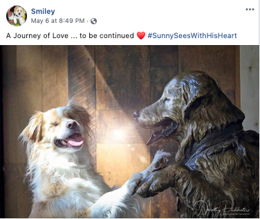 Sunny the blind therapy dog continues Smiley's legacy