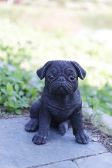 Little black pug statue Christmas gift