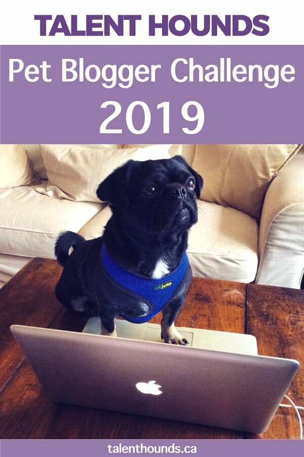 Pet Blogger Challenge 2019