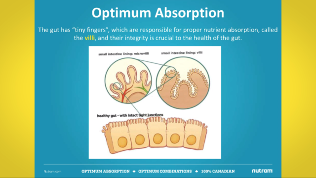 NUTRAM Graphic showing the villi of the stomach lining in dogs for optimum nutrient absorption