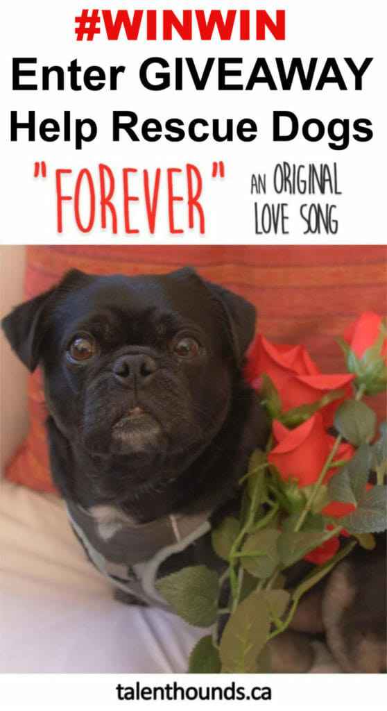 Enter the Spring Forever Giveaway, Watch the Forever Video and learn the Forever Dog Song Lyrics, Celebrate your love of dogs and help rescues #winwin