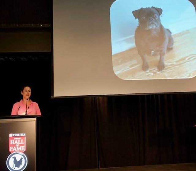 Blake Carter from Flow 93.5 hosting the 2019 Purina Animal Hall of Fame Celebration