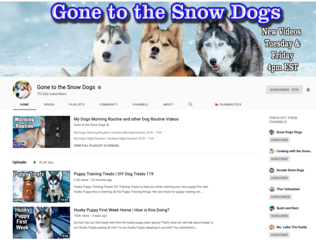 Gone to the Snow Dogs Siberian Huskies YouTube Channel screen shot