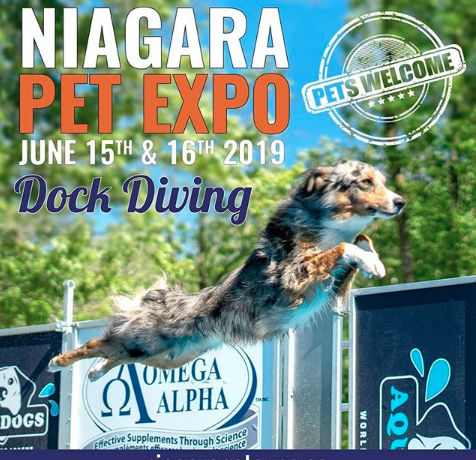 Niagara Pet Expo 2019 Dock Diving shot