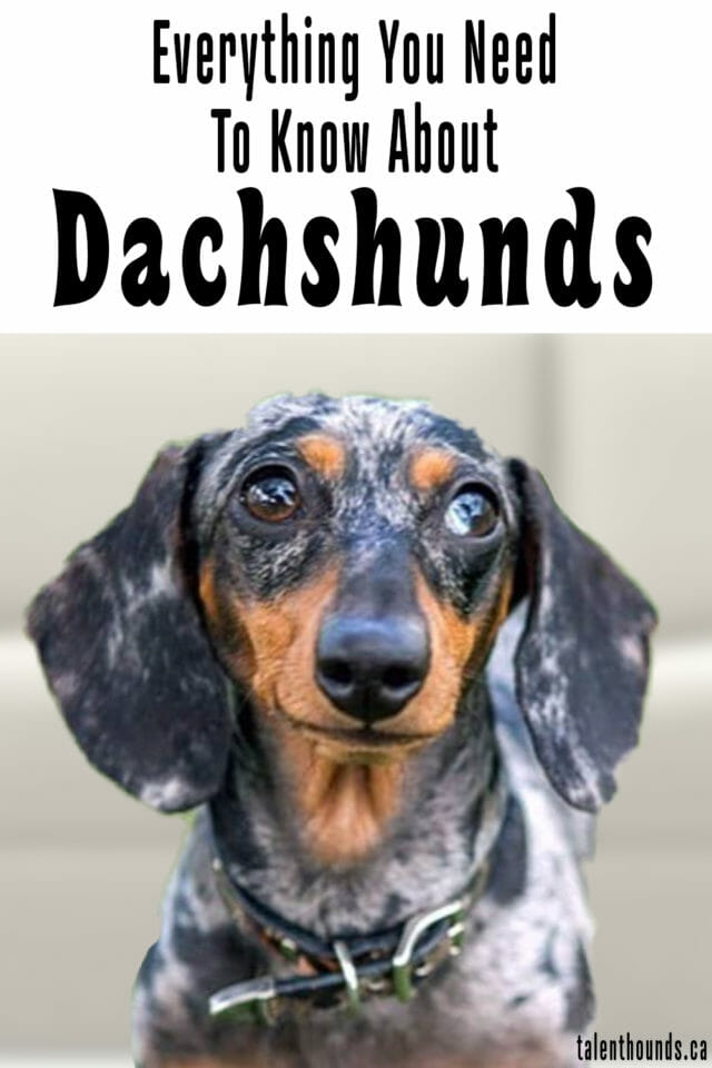 Everything you really need to know about Dachunds