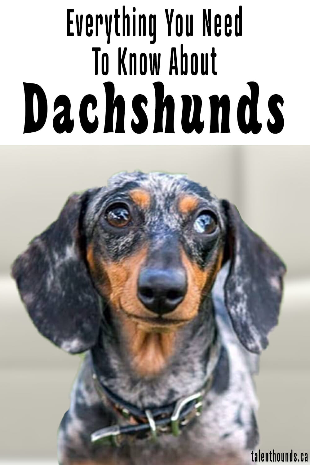 Everything you really need to know about Dachshunds. Talent Hounds
