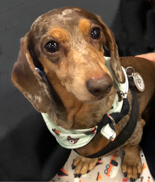 Gretel the Dachshund at BlogPaws 2018