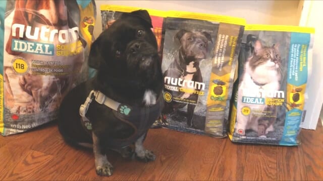 Kilo The Pug with Nutram Pet Food