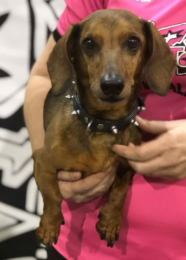 Gorgeous little Wiener Dog from Woofjocks