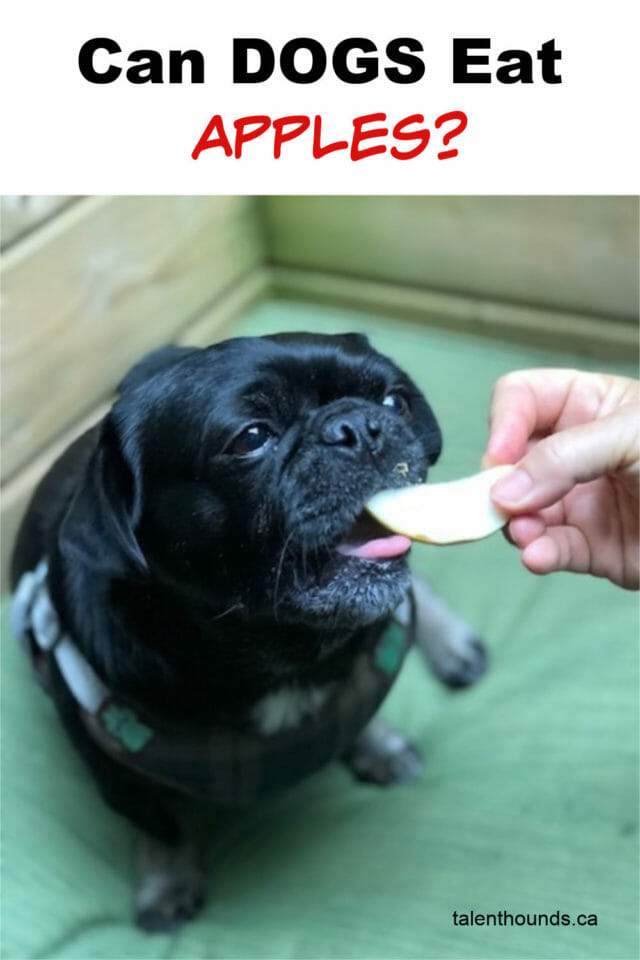 Can Dogs Eat Apples? The answer is yes (just not the core and seeds).