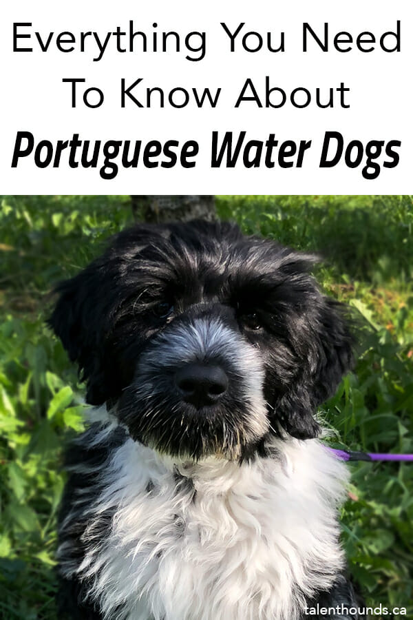 Find out everything You Need to know about Portuguese Water Dogs, and yes, they do love water.