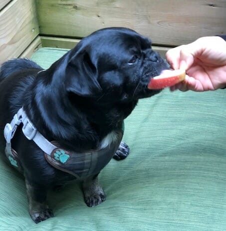 Kilo the Pug with a slice of apple in his mouth.