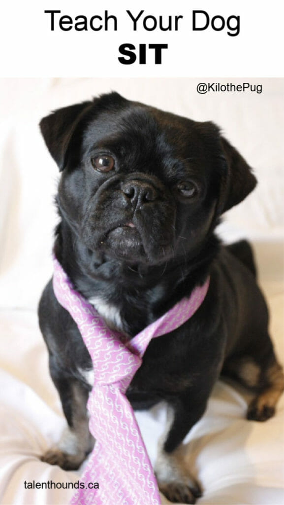 Learn how to teach your dog to sit easily using positive reward based training featuring Kilo The Pug.