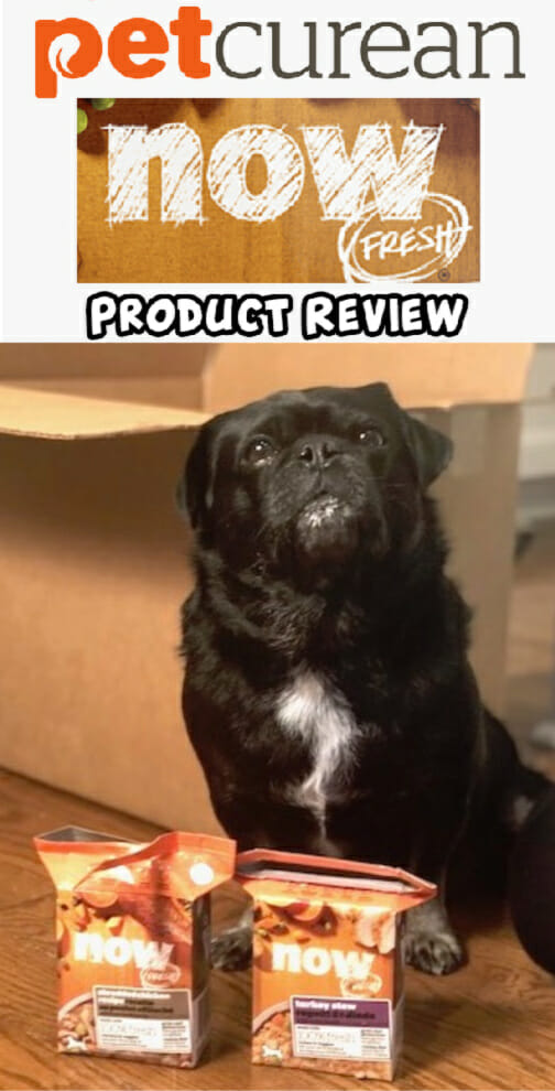 Check out our New Petcurean NOW Fresh Stews Product Review- Kilo the Pug loved them (partly sponsored) 