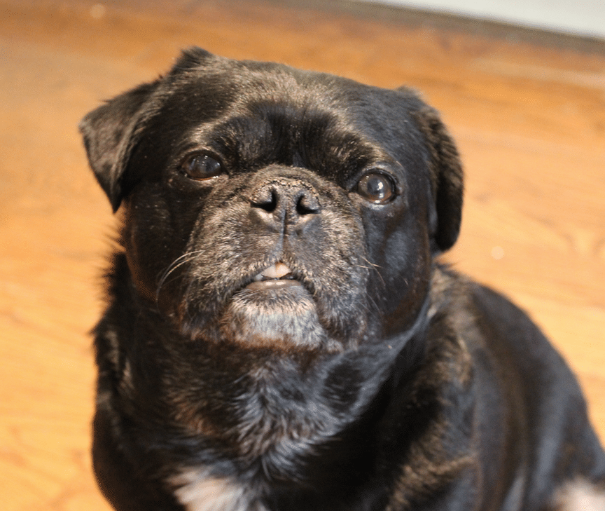 Questions to Ask Before Adopting a Puppy - Featured Image