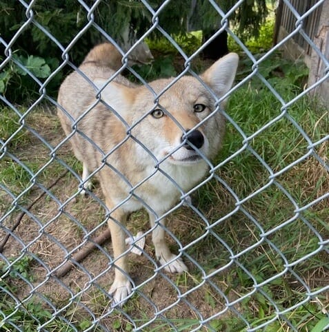 Coyote in enclosure at sanctuary