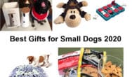 Best Gifts for Small Dogs 2020 feature image