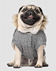 Pug dog jacket gift idea
