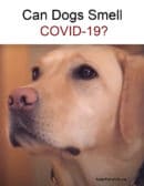 Find out if dogs can smell COVID-19 and where they are doing research.